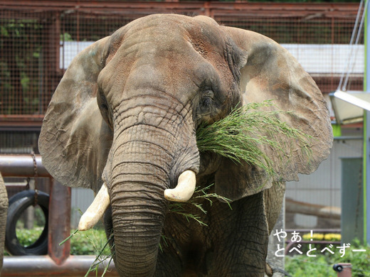 とべ動物園アフリカゾウのブログ：やぁ！とべとべずー