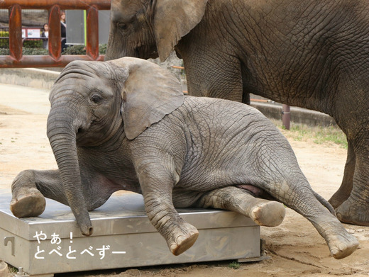 とべ動物園ブログ：ゾウ、ホッキョクグマ、ライオン、サーバル