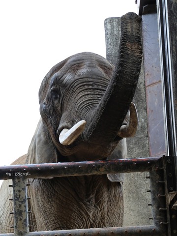 とべ動物園ブログ：やぁ！とべとべずー