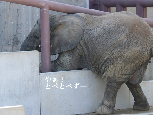 とべ動物園アフリカゾウ:砥愛ちゃん(メス、4歳)