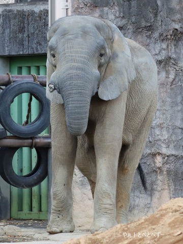 とべ動物園アフリカゾウのアフくんの息子・砥夢