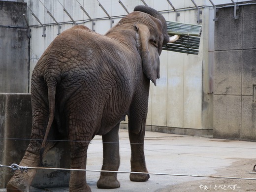とべ動物園ブログ:やぁ!とべとべずー