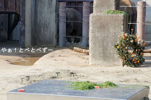 とべ動物園ブログ：砥愛、ティア、フー、ハヤト、タフ