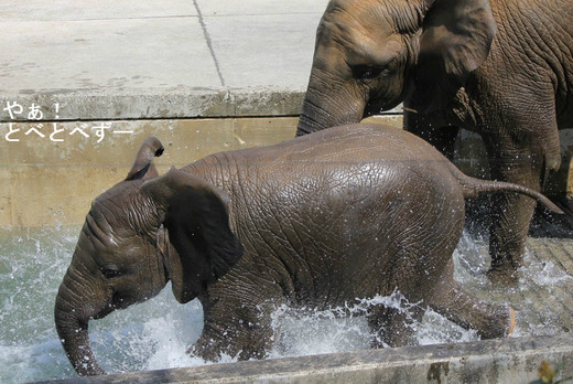 とべ動物園アフリカゾウのブログ:やぁ!とべとべずー