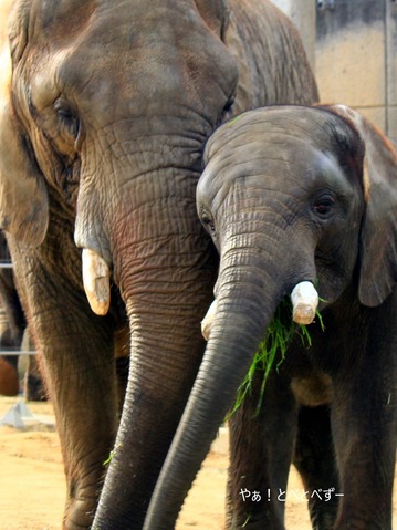 多摩動物公園アフリカゾウ：砥夢くんのお母さん象