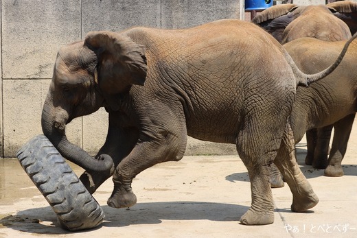 とべ動物園ブログ:砥愛、まんぷく、クレイ、リュウト