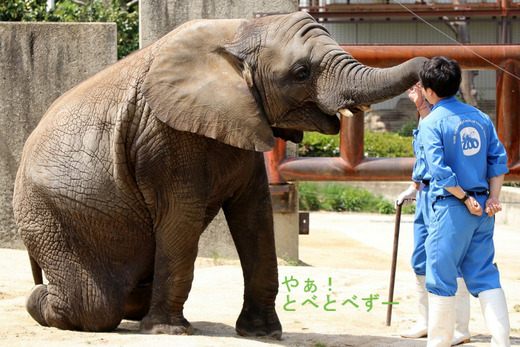 とべ動物園アフリカゾウ：砥愛ちゃんの訓練の様子