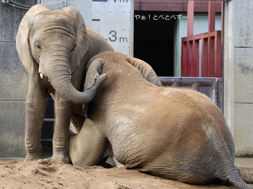 とべ動物園アフリカゾウのブログ：やぁ！とべとべずー