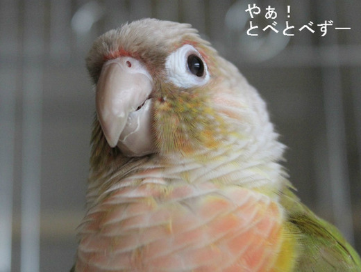 ウロコインコ(パイナップル)の『もみじ』さん