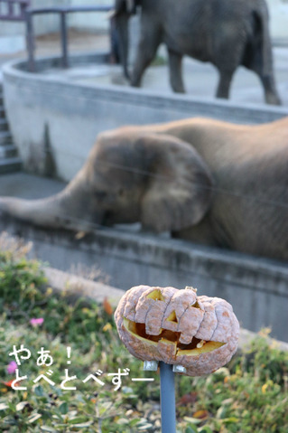 とべ動物園アフリカゾウイベント：ハロウィンナイト