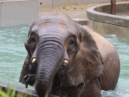 プールで遊ぶアフリカゾウの媛@愛媛県立とべ動物園