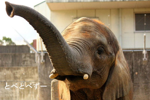 とべ動物園アフリカゾウのブログ:やぁ!とべとべずー