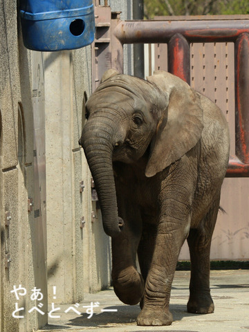 とべ動物園アフリカゾウ：子象の砥愛ちゃん
