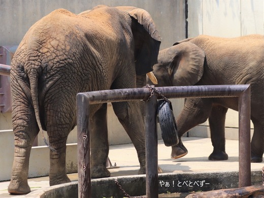 日本で唯一血縁関係のあるアフリカゾウの親子が暮らす愛媛とべ動物園
