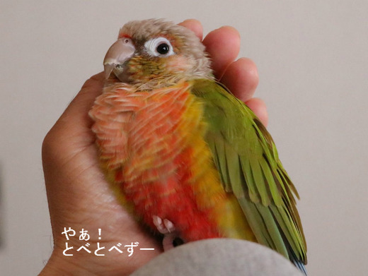 ウロコインコ（パイナップル）の『もみじ』さんのブログ