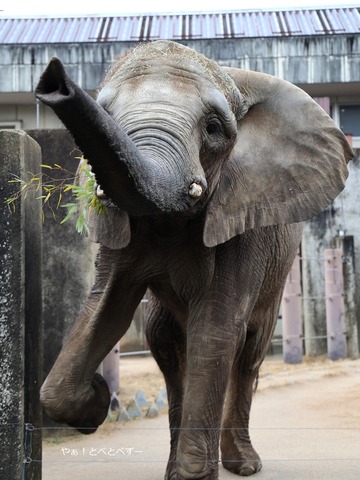 鼻を上げて挨拶してくれるアフリカゾウの媛ちゃん