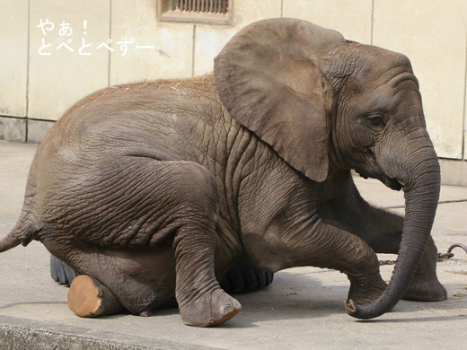 とべ動物園アフリカゾウ：アフ、リカ、媛、砥夢、砥愛