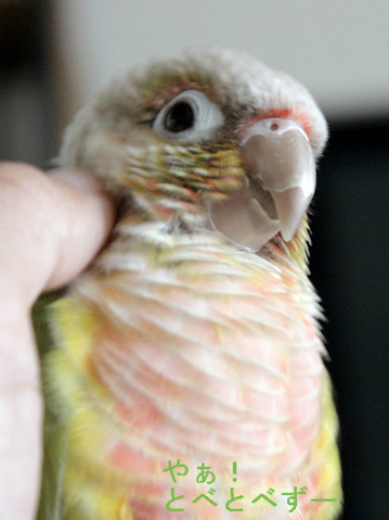 ウロコインコの『もみじ』さんのブログ：やぁ！とべとべずー