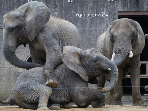 とべ動物園アフリカゾウ:アフ、リカ、媛、砥夢、砥愛