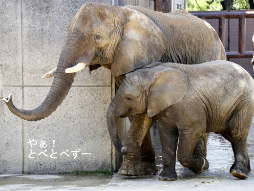 とべ動物園アフリカゾウ