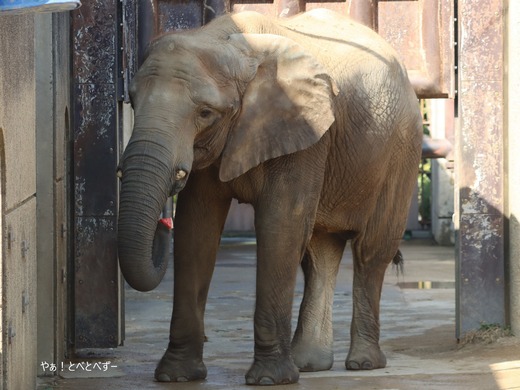 とべ動物園アフリカゾウ：媛ちゃん（メス、１７歳）