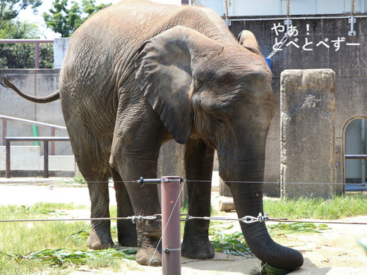 とべ動物園アフリカゾウ:アフ、リカ、媛、砥夢、砥愛