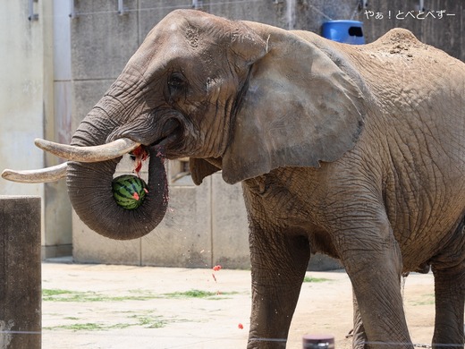 スイカが大好きなアフリカゾウのリカ@愛媛県立とべ動物園