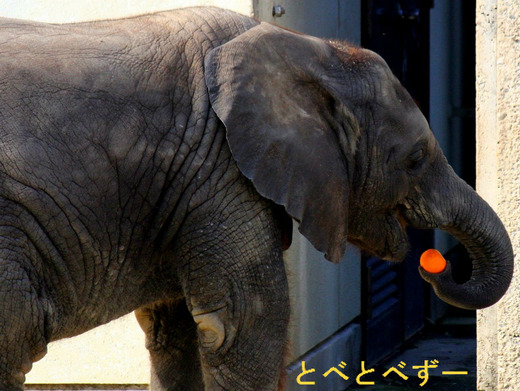 アフリカゾウの写真満載のブログ:やぁ!とべとべずー