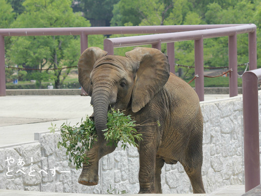 日本で唯一アフリカゾウの子象が見られる愛媛とべ動物園