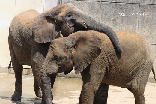 とべ動物園ブログ:やぁ!とべとべずー