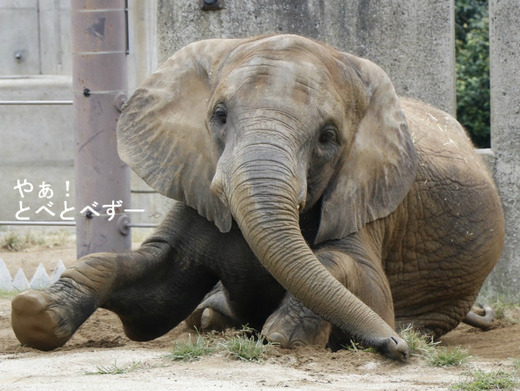 とべ動物園ブログ:ゾウ、ホッキョクグマ、レッサーパンダ、ライオン