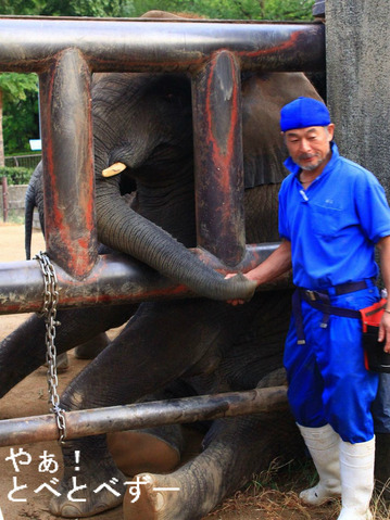 日本で初めて人工哺育で育ったアフリカ象の媛と育ての親椎名キーパー
