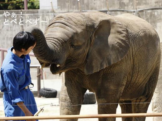 とべ動物園アフリカゾウ:4歳になった砥愛ちゃん