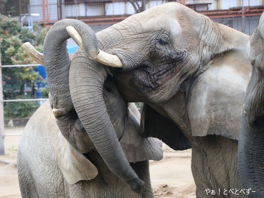 日本で唯一アフリカゾウの子象が見られる愛媛とべ動物園