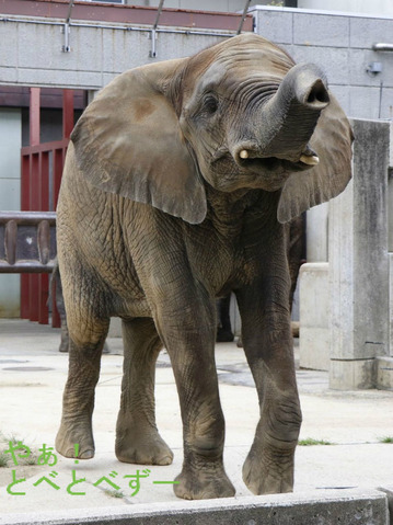 とべ動物園アフリカゾウ：媛ちゃん（メス、１０歳）