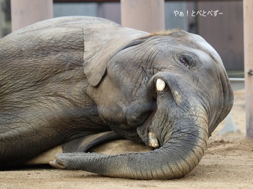 アフリカゾウ写真家：矢野賢一（やぁ！とべとべずー）