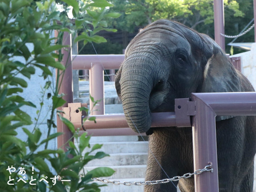 アフリカゾウ、アジアゾウ大好きブログ：やぁ！とべとべずー