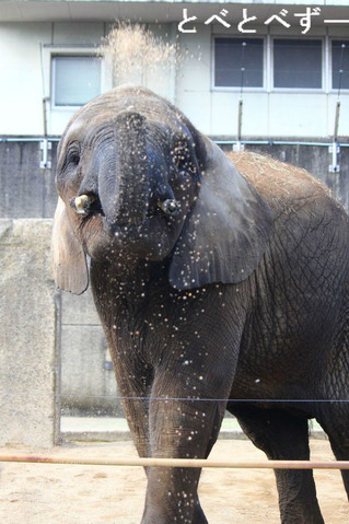 日本で唯一アフリカゾウの家族が暮らす動物園