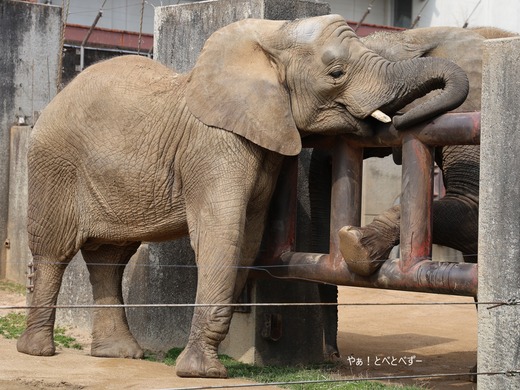 とべ動物園アフリカゾウのブログ：やぁ！とべとべずー