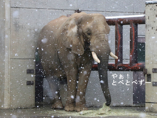 とべ動物園アフリカゾウ：リカ母さん（メス、推定31歳）