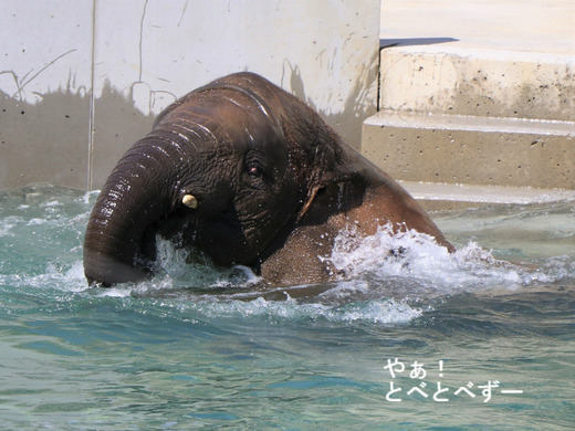 とべ動物園ブログ：やぁ！とべとべずー