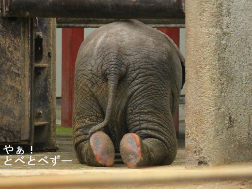 お転婆ゾウの砥愛（とあ）ちゃん