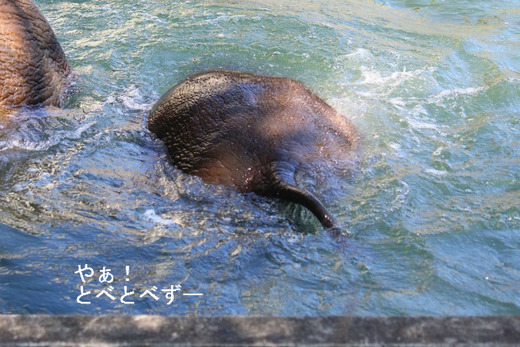 泳ぐアフリカ象の赤ちゃん：とべ動物園
