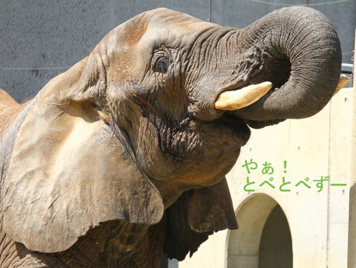 とべ動物園アフリカゾウ：リカさん（メス、推定29歳）