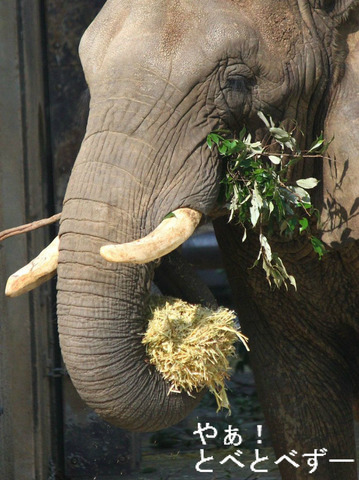 とべ動物園アフリカゾウのブログ：やぁ！とべとべずー