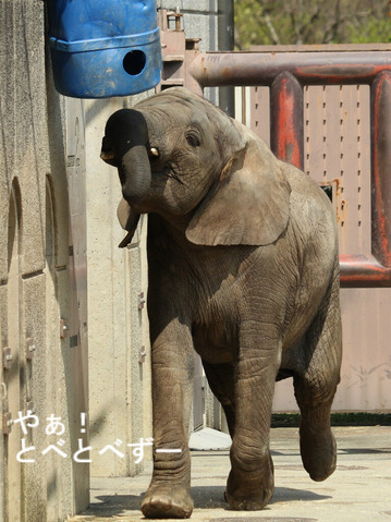 とべ動物園ブログ：砥愛、ティア、フー、ウララ、ルビー