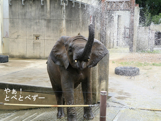 とべ動物園ブログ：やぁ！とべとべずー