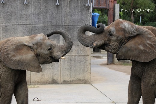アフリカゾウ媛ちゃんの18歳のお誕生会は11/9開催