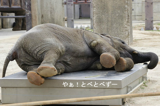 とべ動物園ブログ：やぁ！とべとべずー