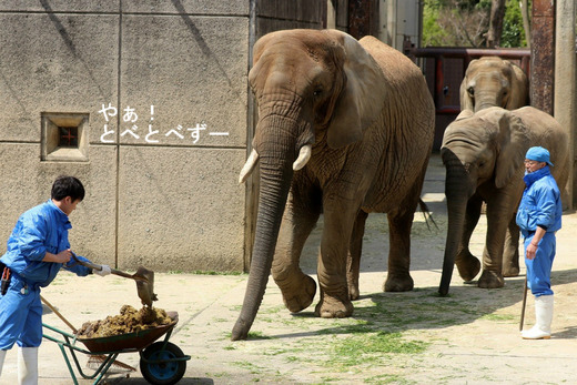 とべ動物園アフリカゾウのブログ：やぁ！とべとべずー